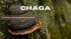 Texte alternatif :CHAGA : Le champignon bouclier qui renforce vos défenses naturelles.