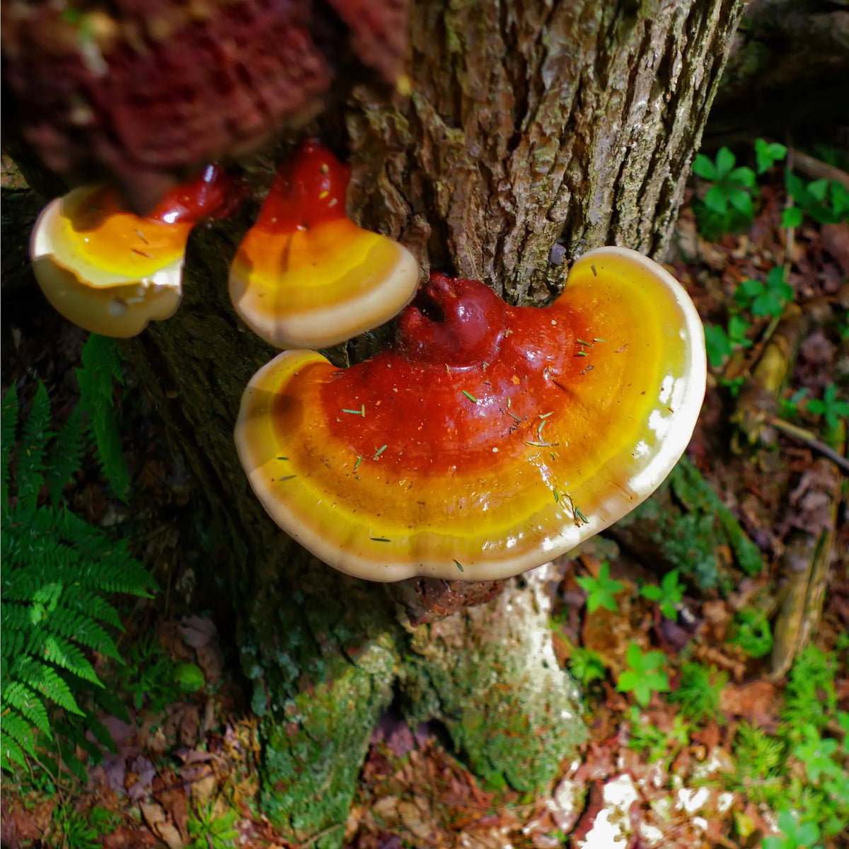 Champignon reishi brillant et coloré poussant sur un tronc d'arbre dans une forêt.
