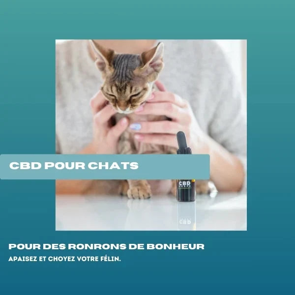 CBD pour chat