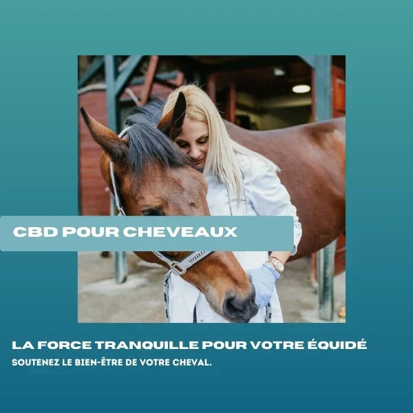 image d'un cheval qui se fait soigner grâce au cbd