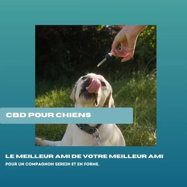 maitre qui donne du cbd à son chien 