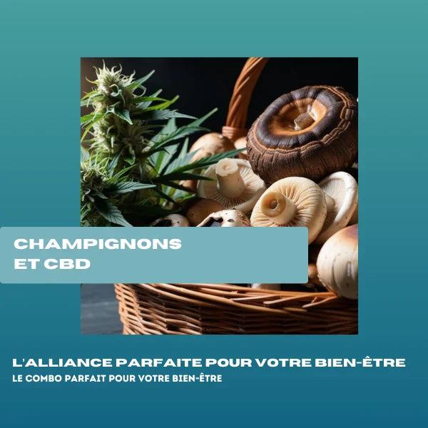 Champignons et CBD