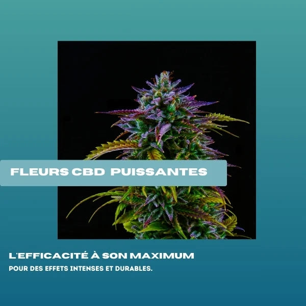 Fleurs de CBD puissantes