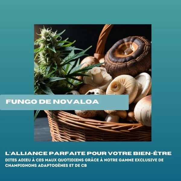 Fungo de Novaloa CBD