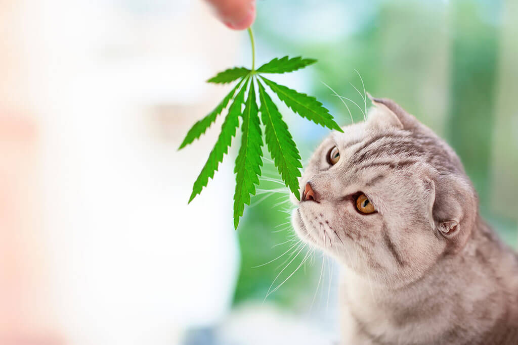 Cbd pour les animaux