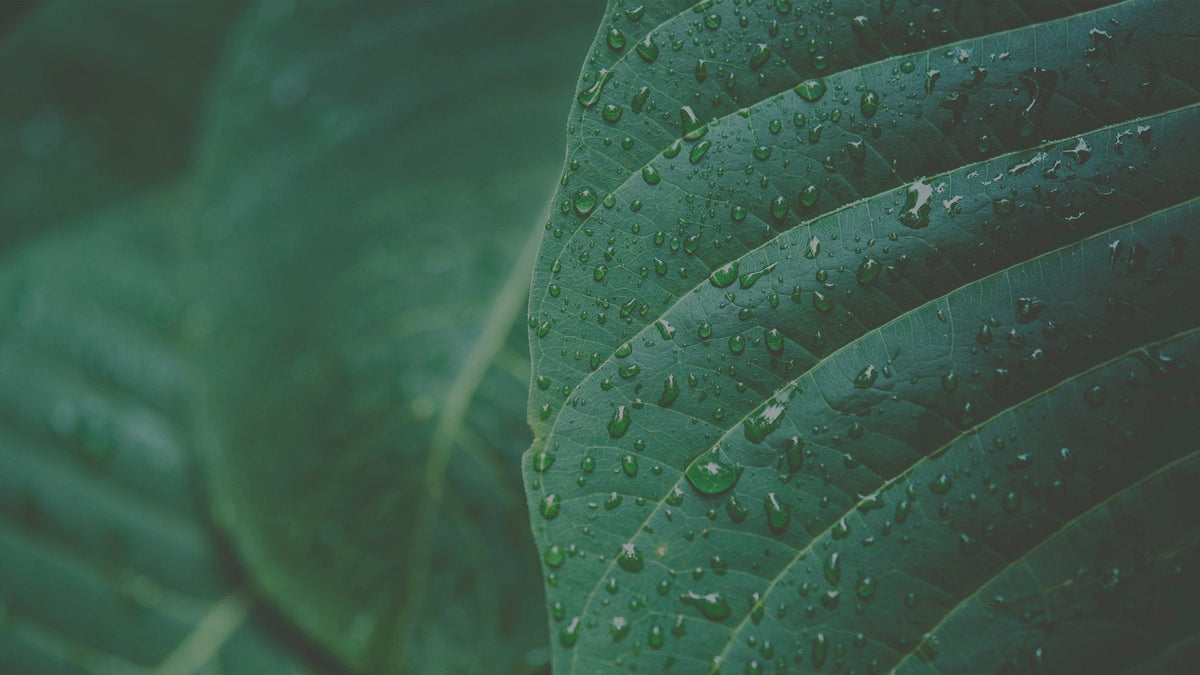 cosmétique cbd