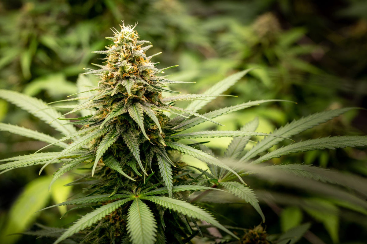cbd fleurs nantes