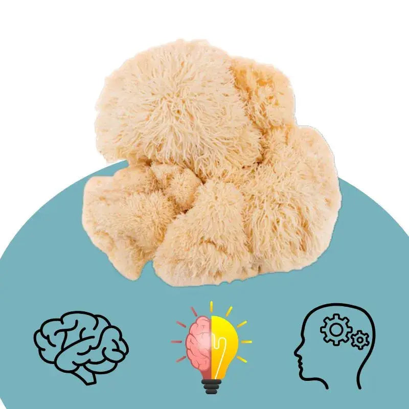 Extrait de Lion's Mane, amélioration concentration et mémoire
