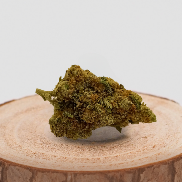 MOBY DICK - INDOOR | FLEUR DE CBD A INFUSER