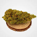 AMNESIA - INDOOR  | FLEUR DE CBD A INFUSER