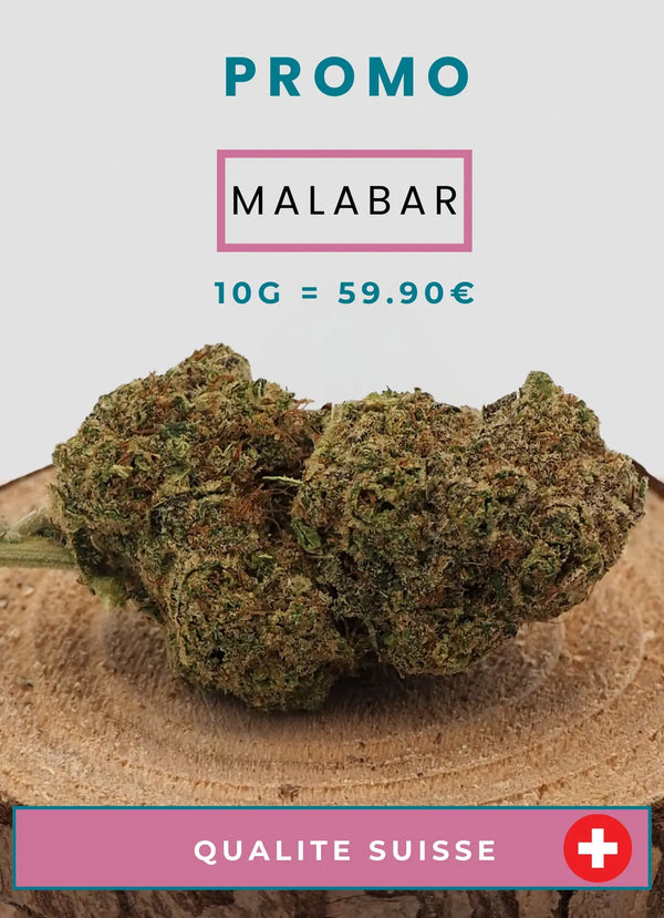 PROMO MALABAR INDOOR | FLEUR DE CBD A INFUSER